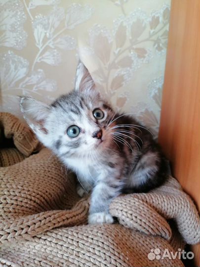 Миленький котенок в хорошие руки