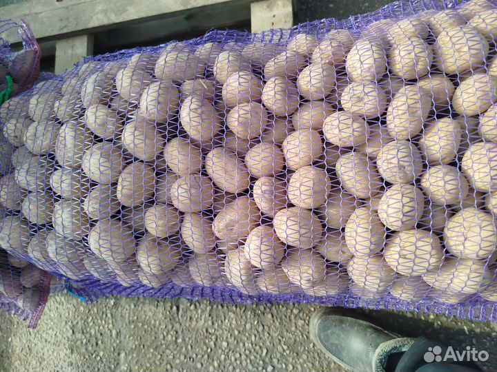 Семенной картофель Тверь