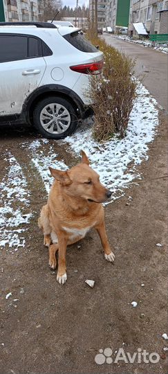 Собака в добрые руки отдам бесплатно