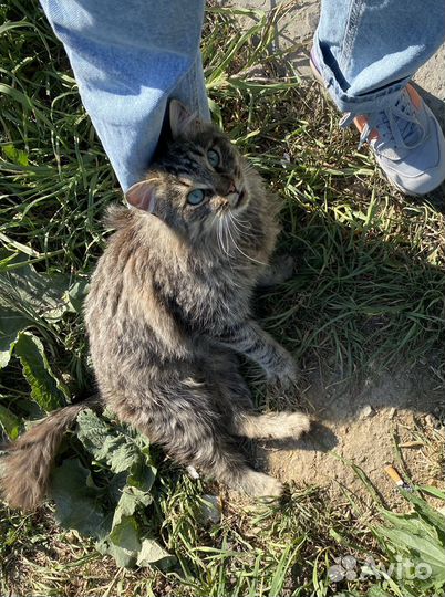 Кот молодой ласковый в добрые руки