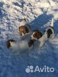 Итальянского происхождения Джек Рассел щенки