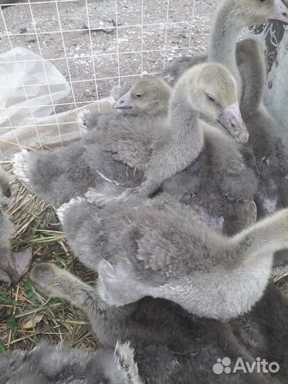 Гуси гусята