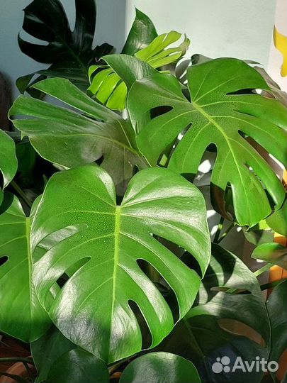 Растения для быстрого озеленения 2