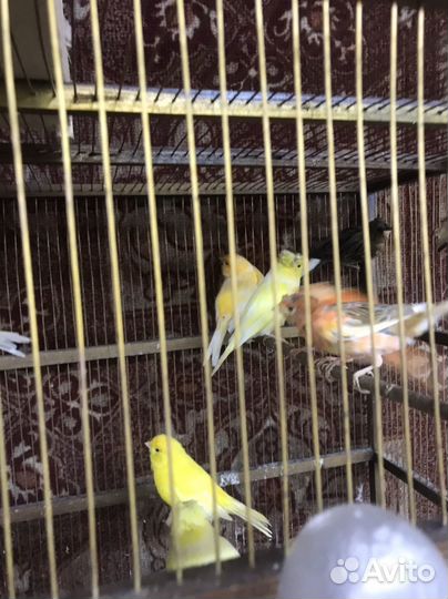 Канарейка амадины