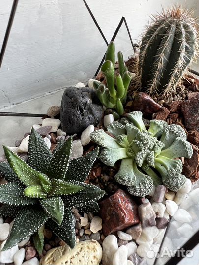 Флорариум, моссариум, бонсай,мох стабилизированный