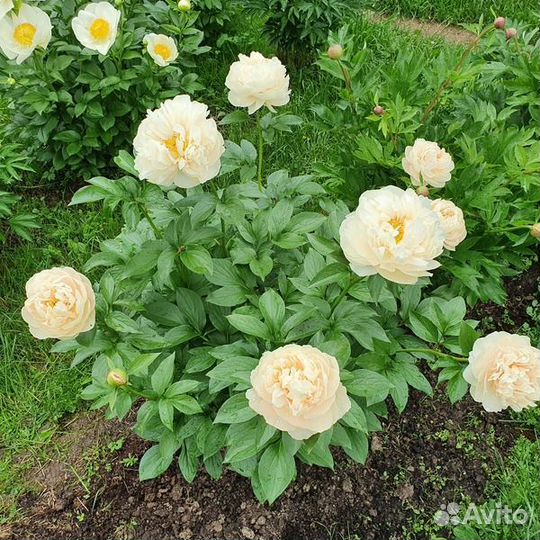 Пионы пастелеганс в наличии