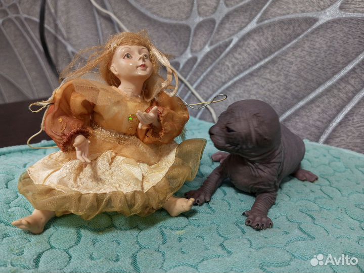 Канадский сфинкс