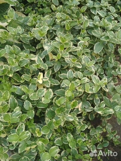 Барвинок вариегатный