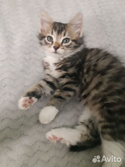 Котенок девочка 1 мес и 3 нед