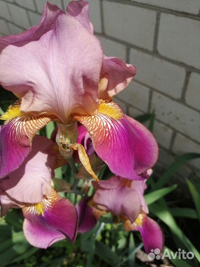 Ирисы (рассада)