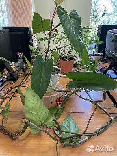 Филодендрон в горшке