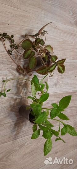 Эписции сортовые 2 сорта