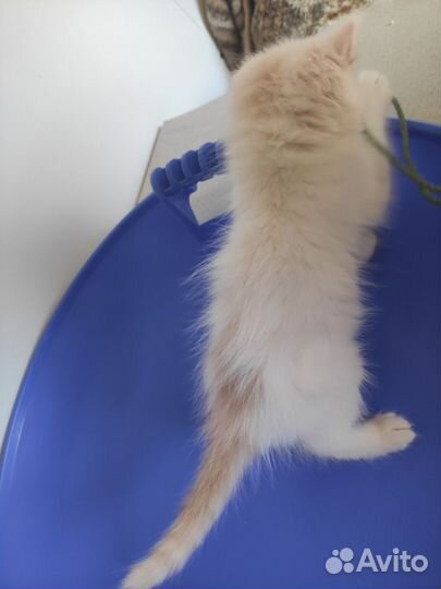 Котята Инь и Янь ищут семью