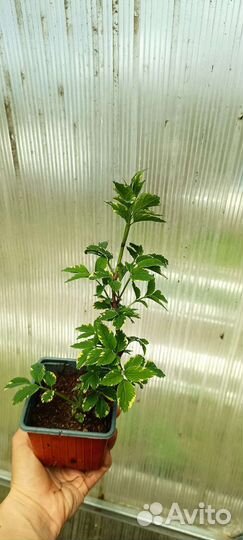 Бузина чёрная(читайте описание)