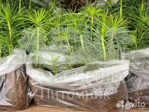 Сеянцы зкс Сосна Ель Лиственница окс Голуб Горн