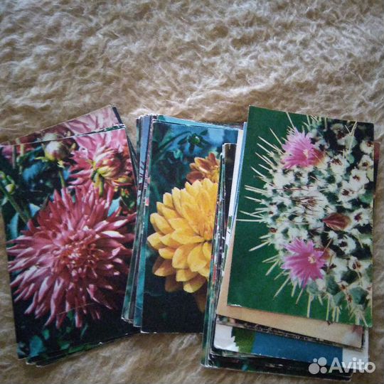 Открытки комнатные растения