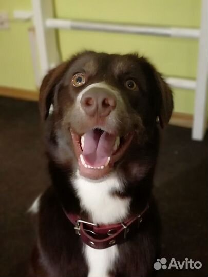 Замечательный пёс