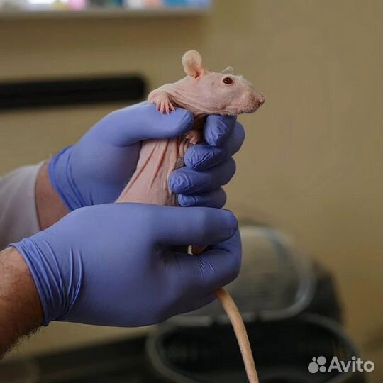 Услуги Врача ветеринара, Вызов на дом