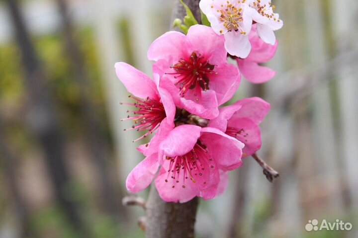 Саженцы персика ранний районированный