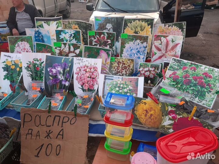 Розы саженцы Луковицы тюльпанов лилии