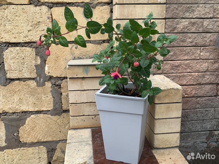 Фуксия, Герань