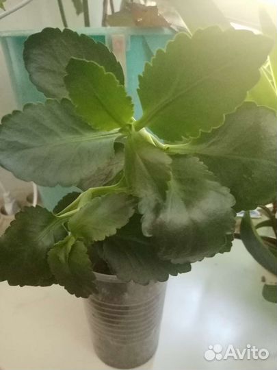 Каланхоэ жёлтый