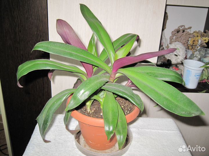 Комнатные домашние растения