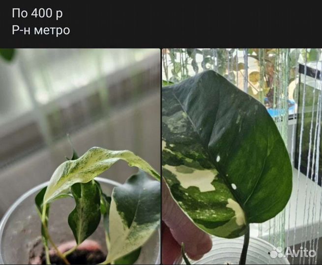 Комнатные растения