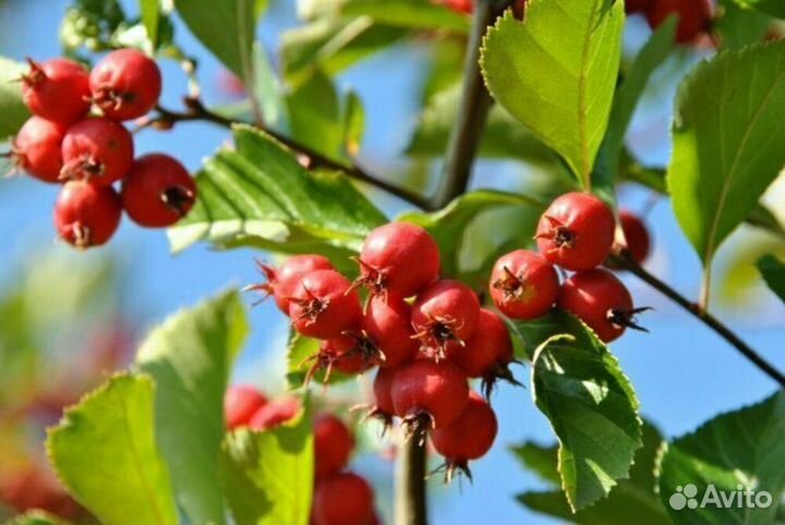 Боярышник сливолистный