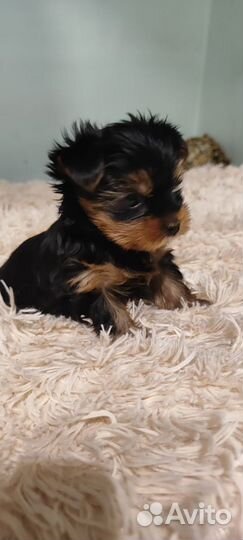 Йоркширский терьер мини беби фейс щенки