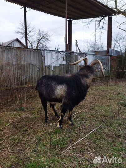 Нубийский козел на племя