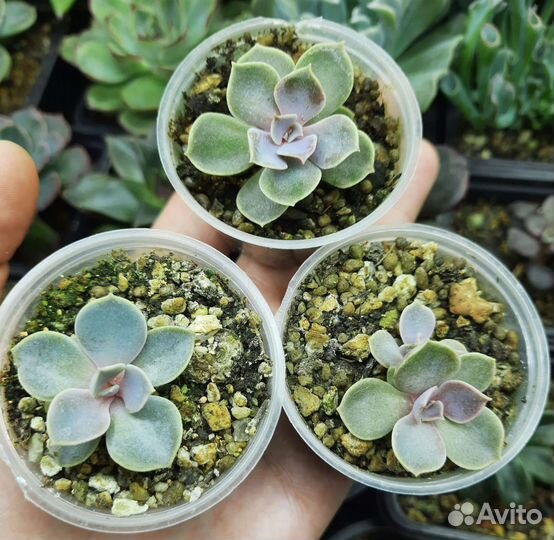 Суккуленты