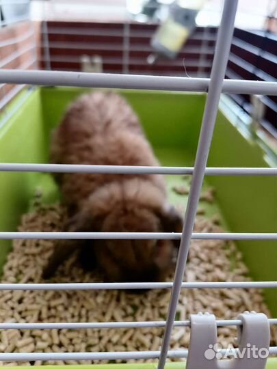 Кролик вислоухий