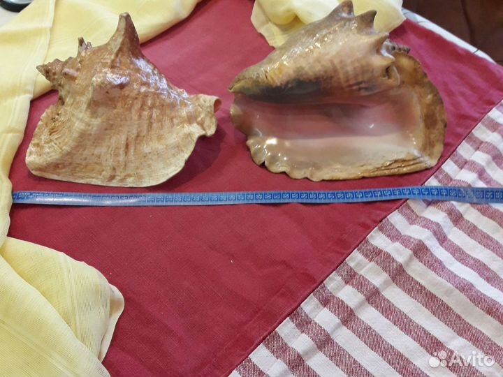 Большая морская раковина