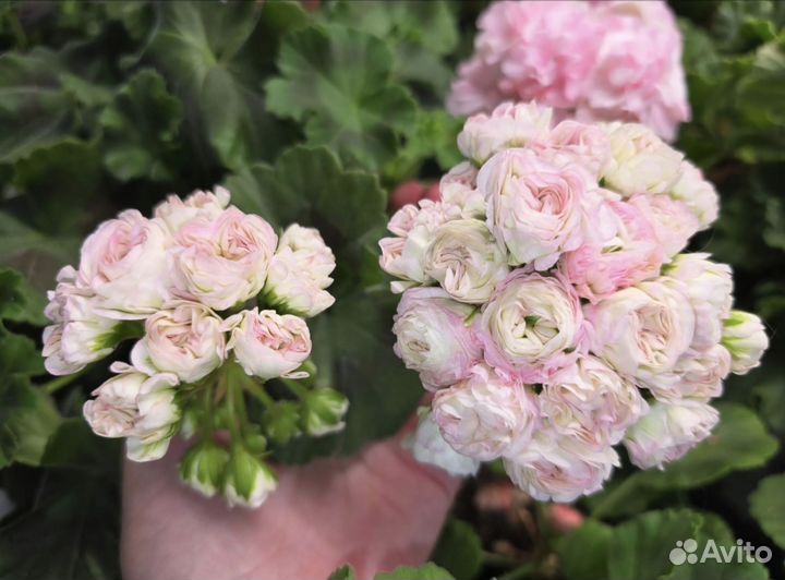 Пеларгонии сортовые