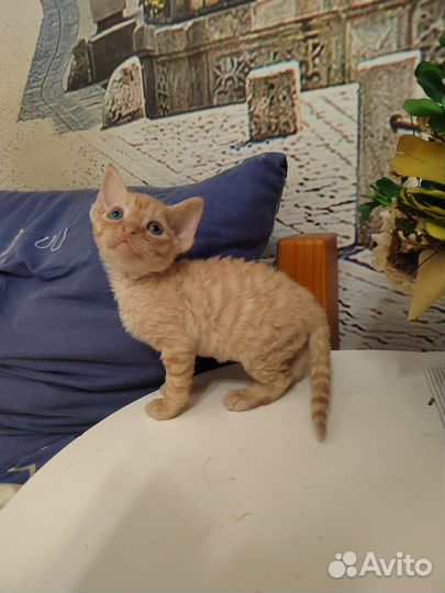 Котята девон-рекс