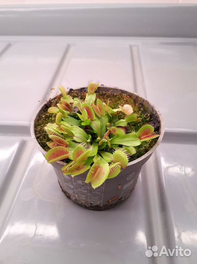 Венерина Мухоловка