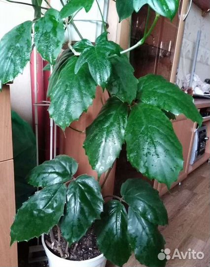 Тетрастигма. Бегония. Гинура. Лантана. Камнеломка