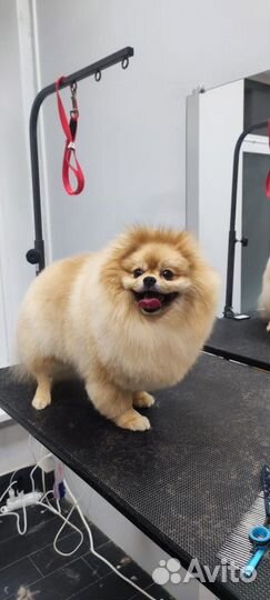 Груминг собак и кошек