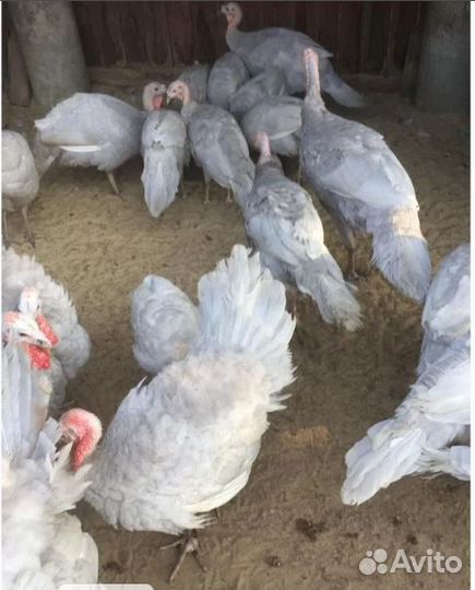 Голубые индюки