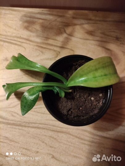 Дримиопсис вариегатный кирка