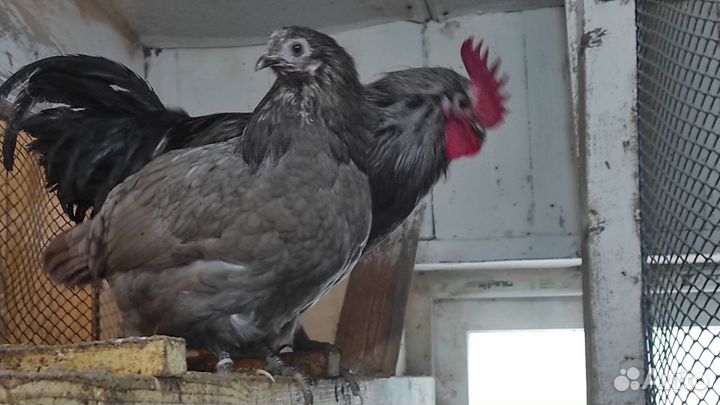 Сильверудд