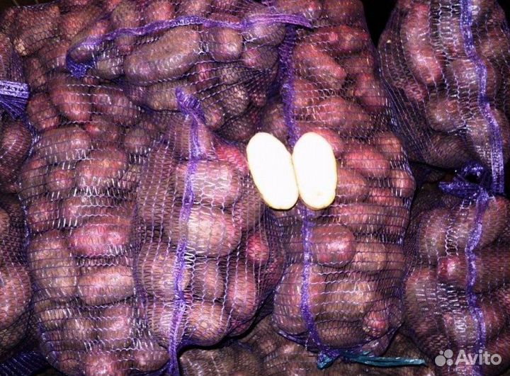 Картофель оптом