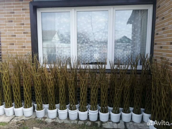 Плетеные деревья из ивы