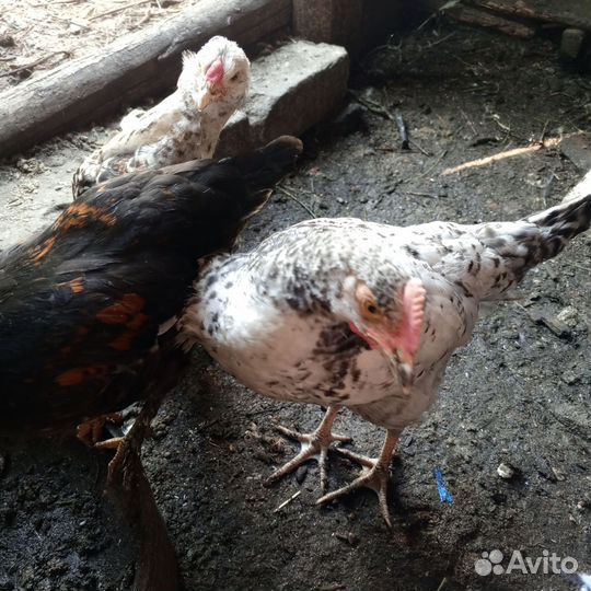 Молодые петушки