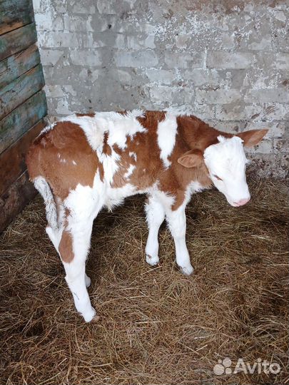 Домашние животные