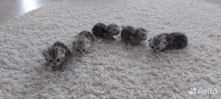 Шотландские котята