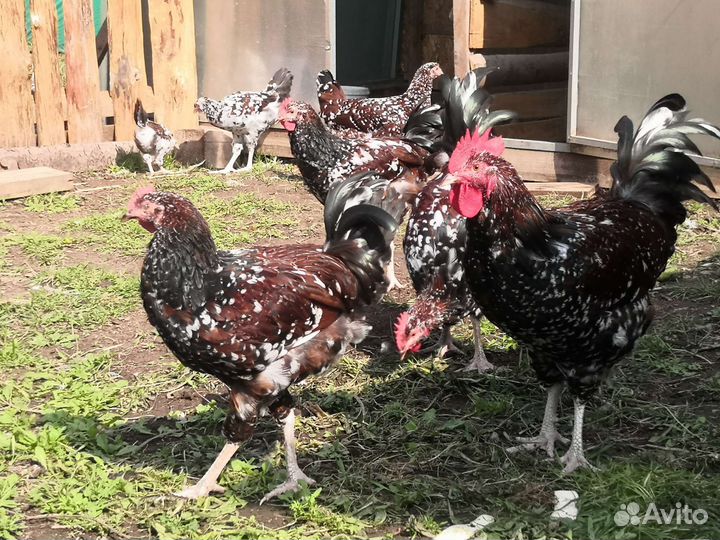 Петухи Суссекс порцеляновый (мраморный)