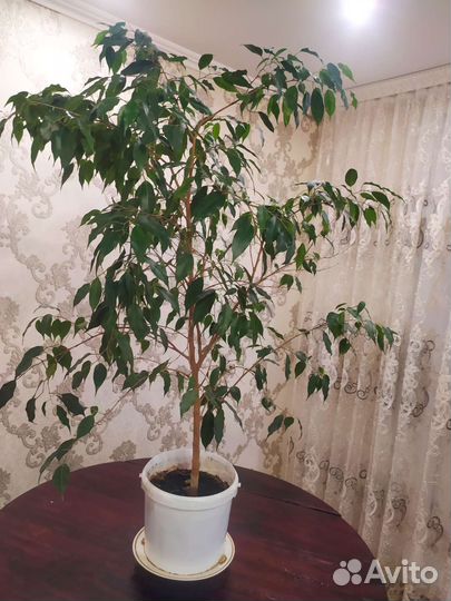 Фикус бенджамина