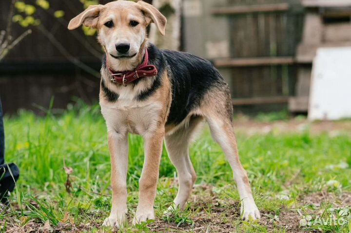 Метис овчарки